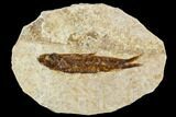Fossil Fish (Knightia) With Floating Frame Case #109570-1